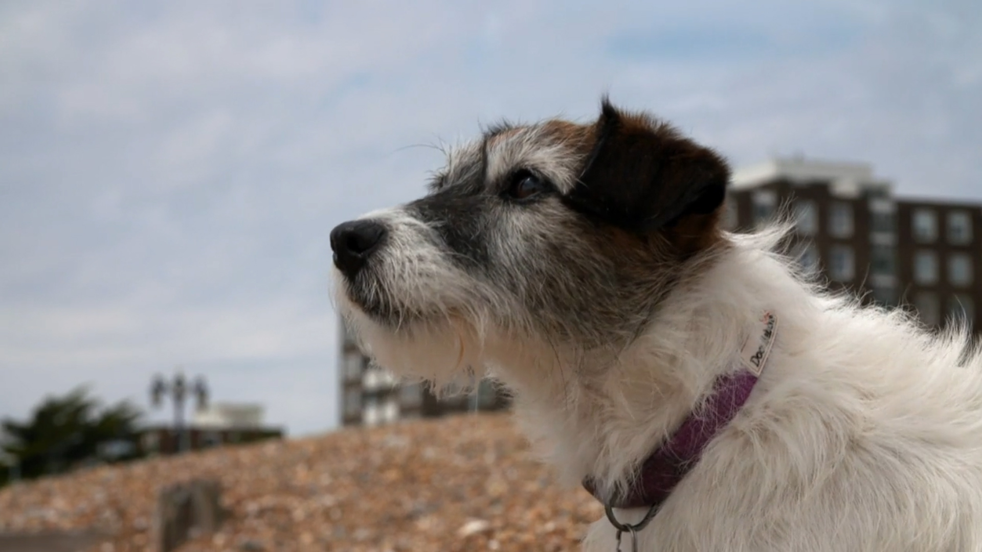 Jack Russell at the beach