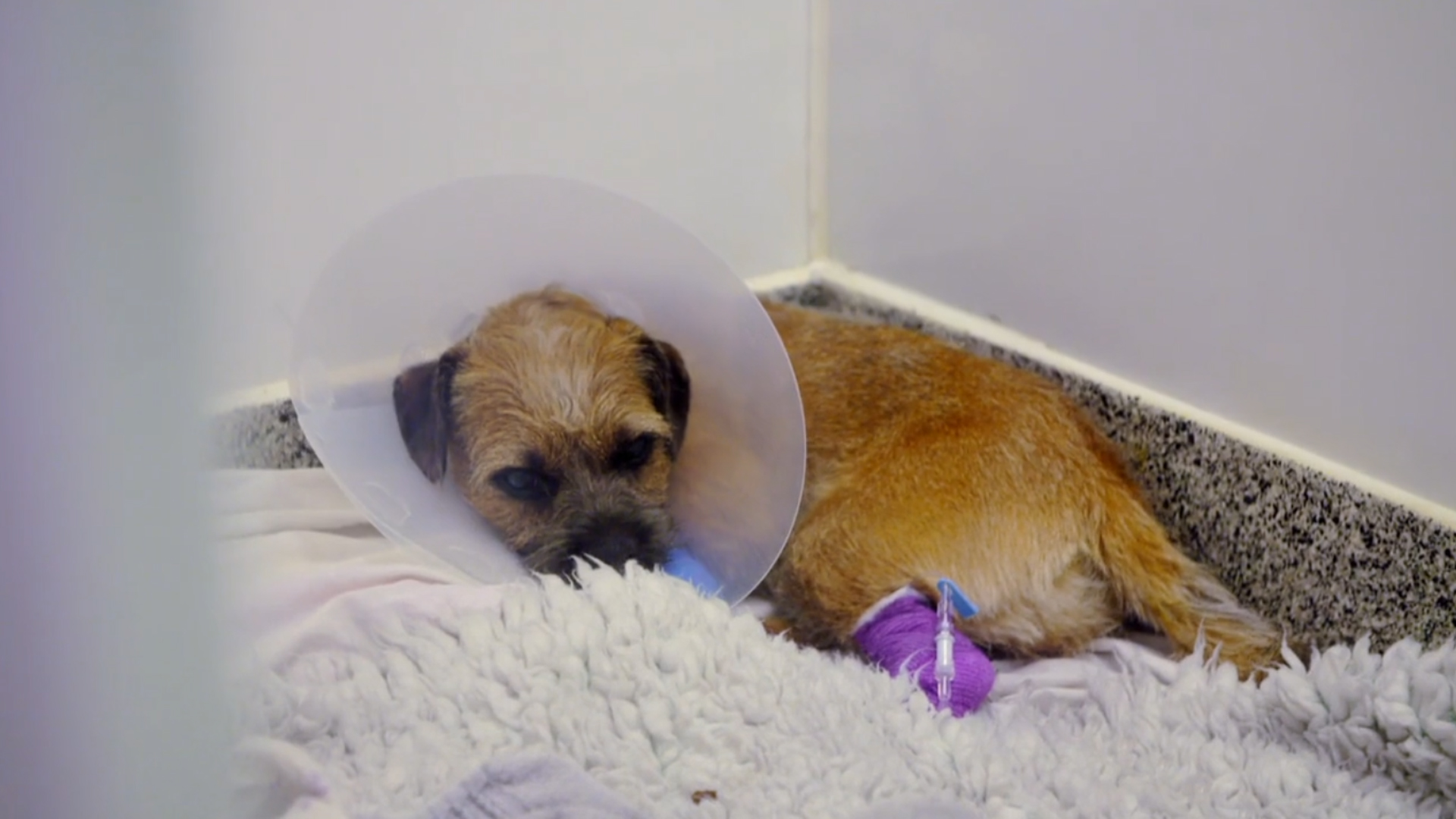 Border Terrier Kiera wearing cone in wards