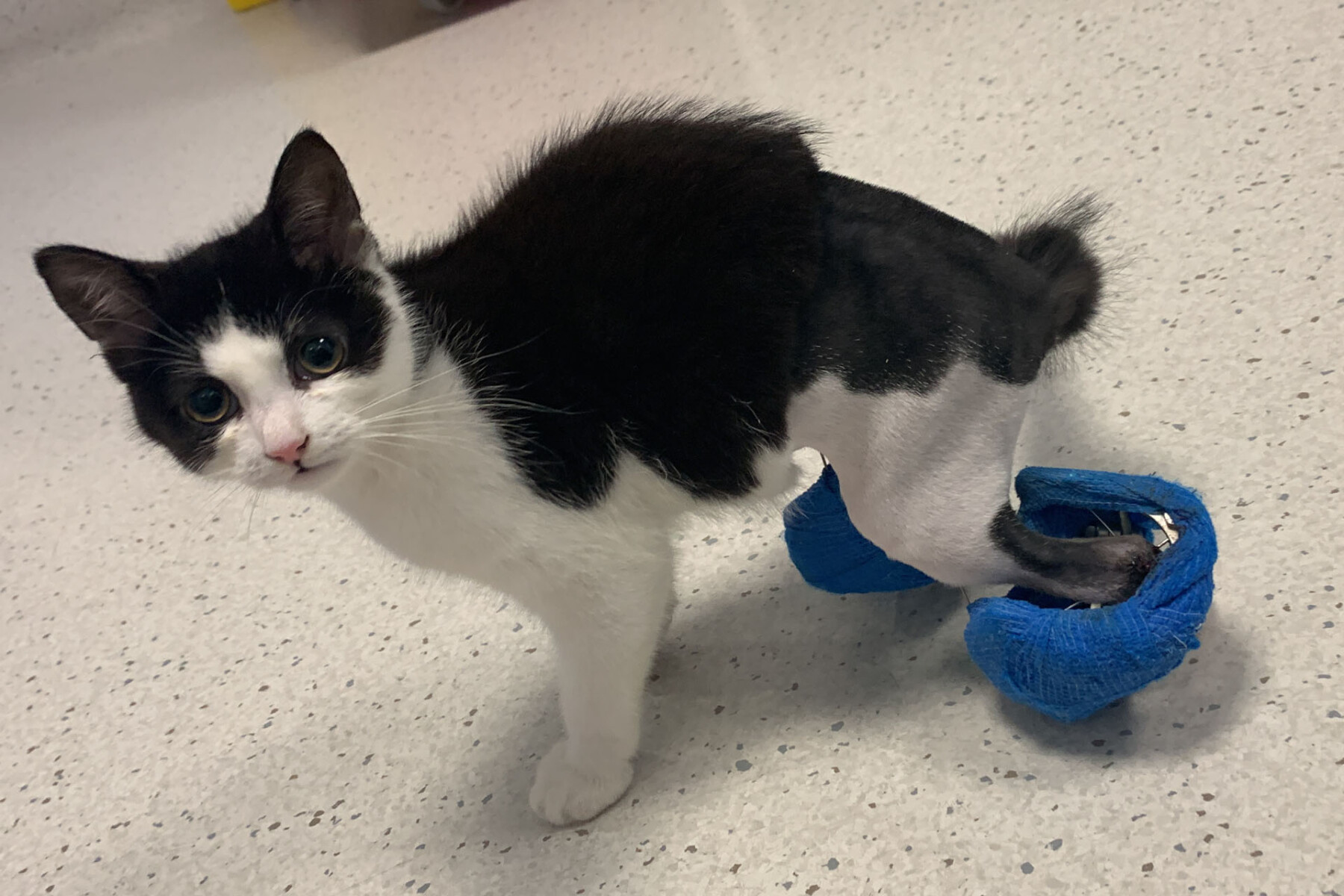 Kitten after surgery to correct her limb deformities