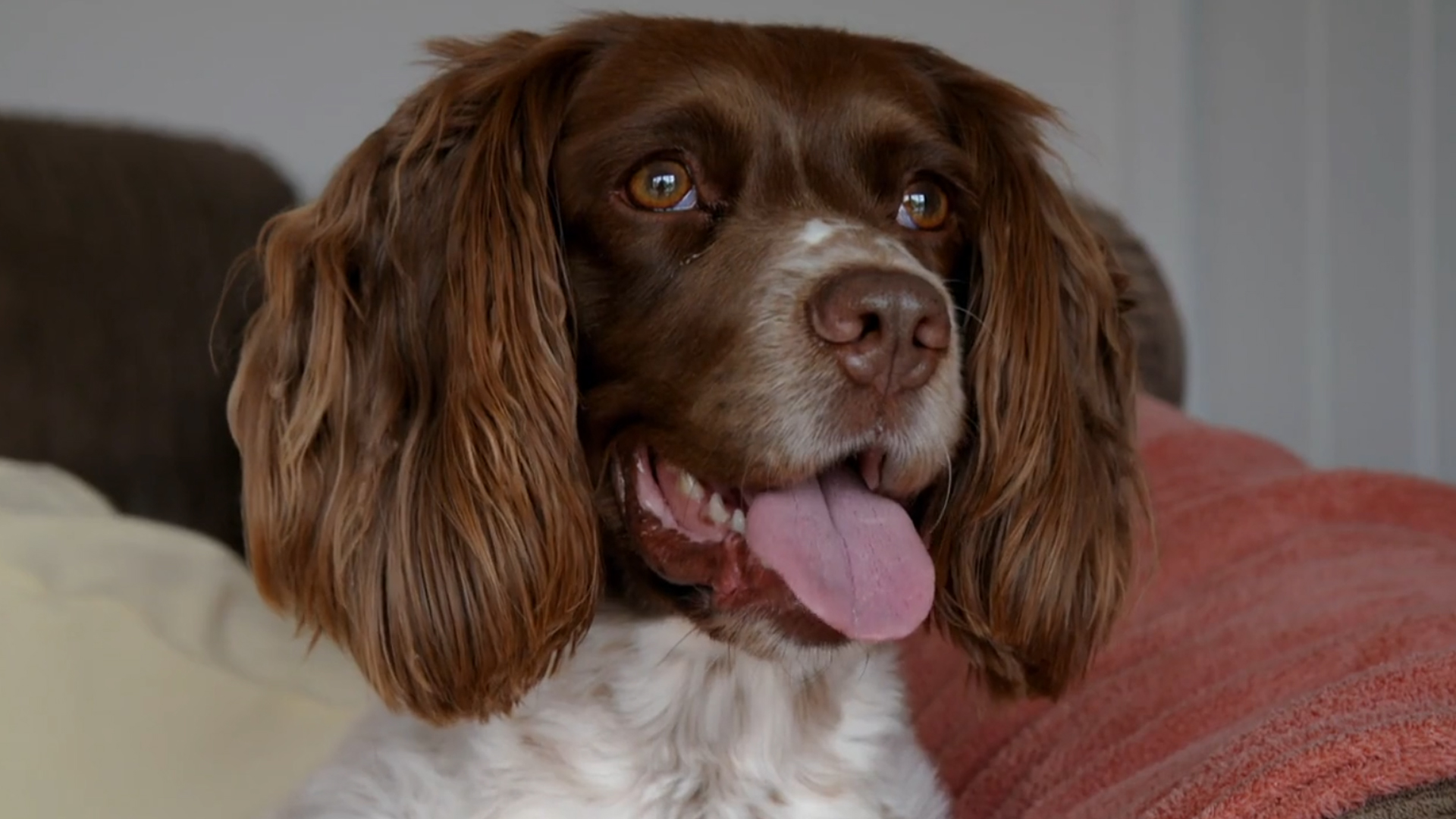 English Springer Spaniel