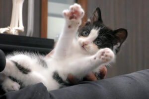 Kitten showing paws