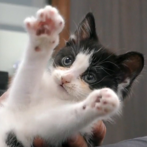 Kitten showing paws