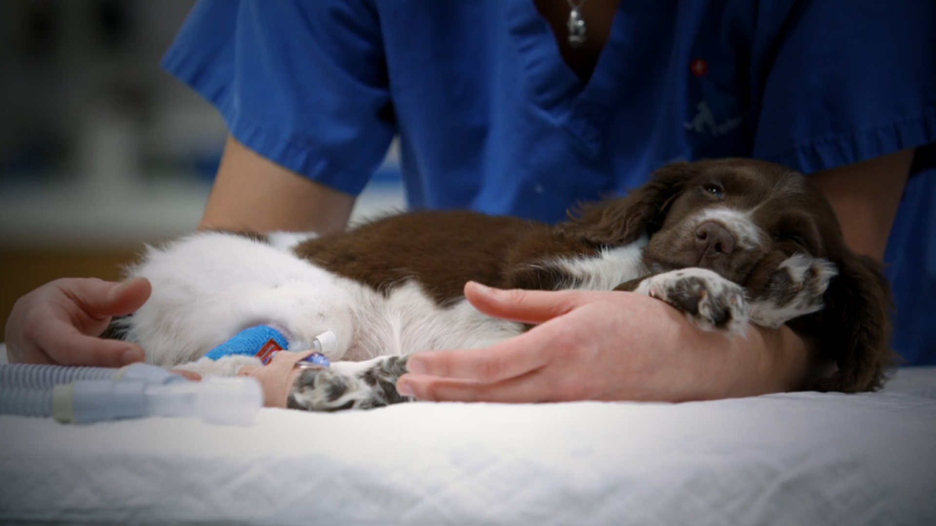 English Springer Spaniel puppy in vets arms