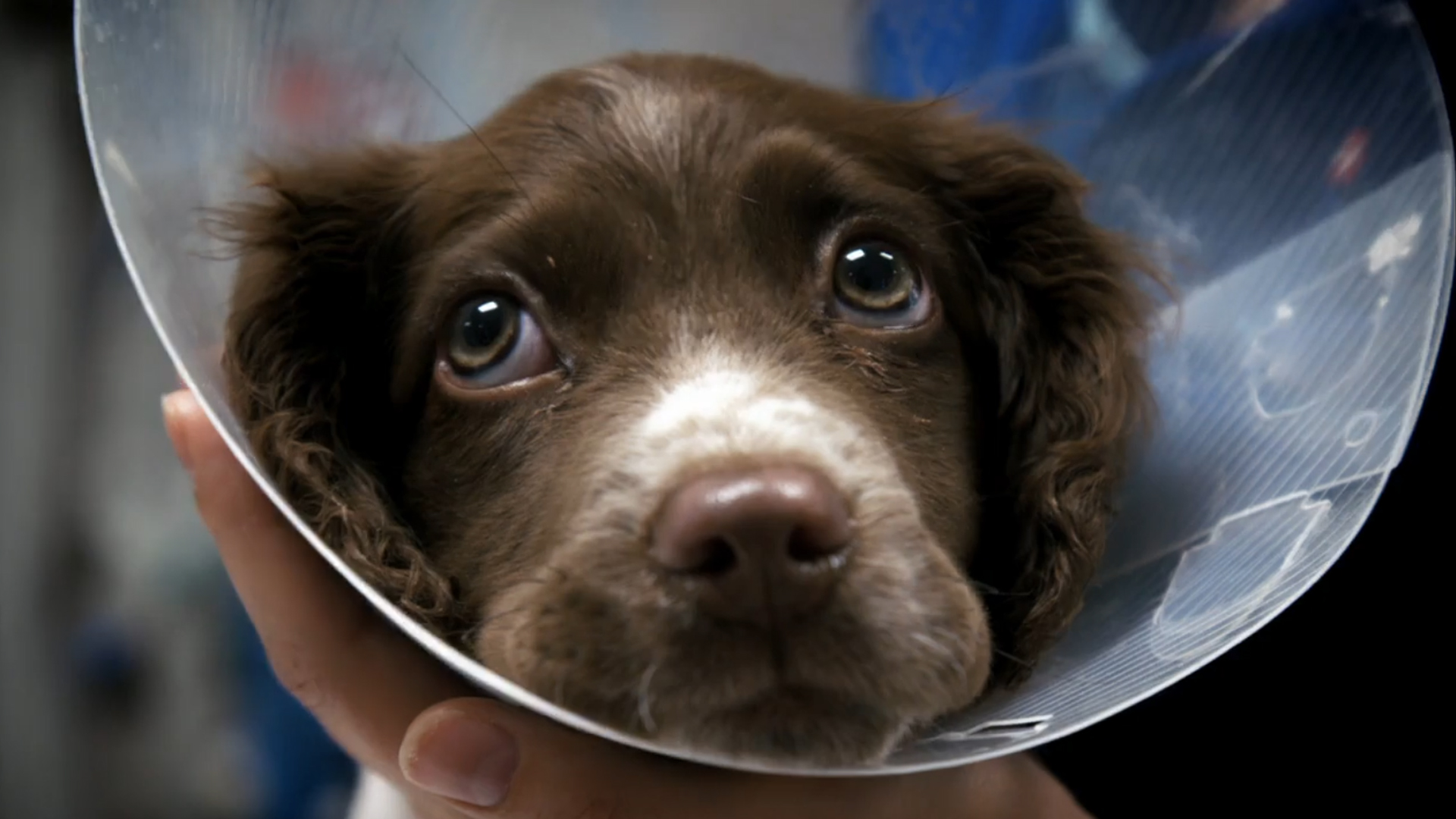 English Springer Spaniel puppy in cone