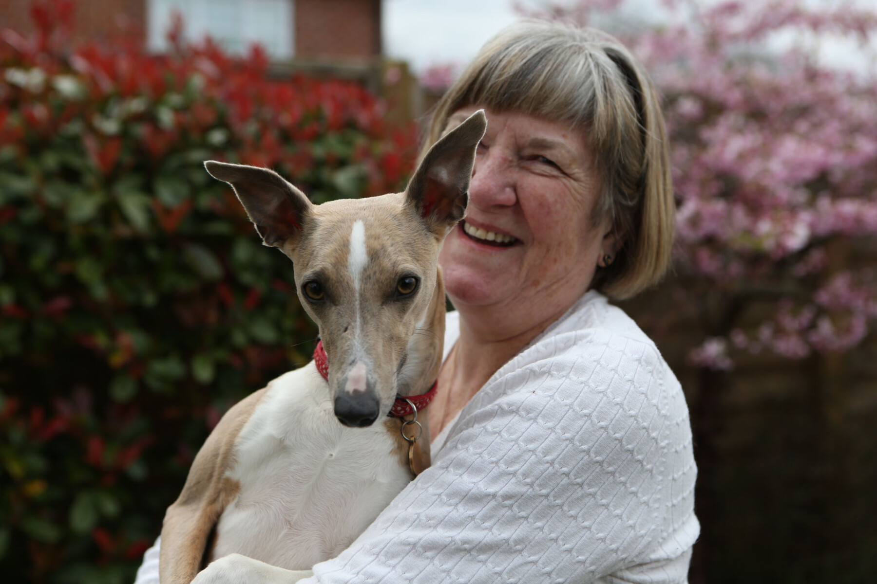 Whippet Wobble with her mum