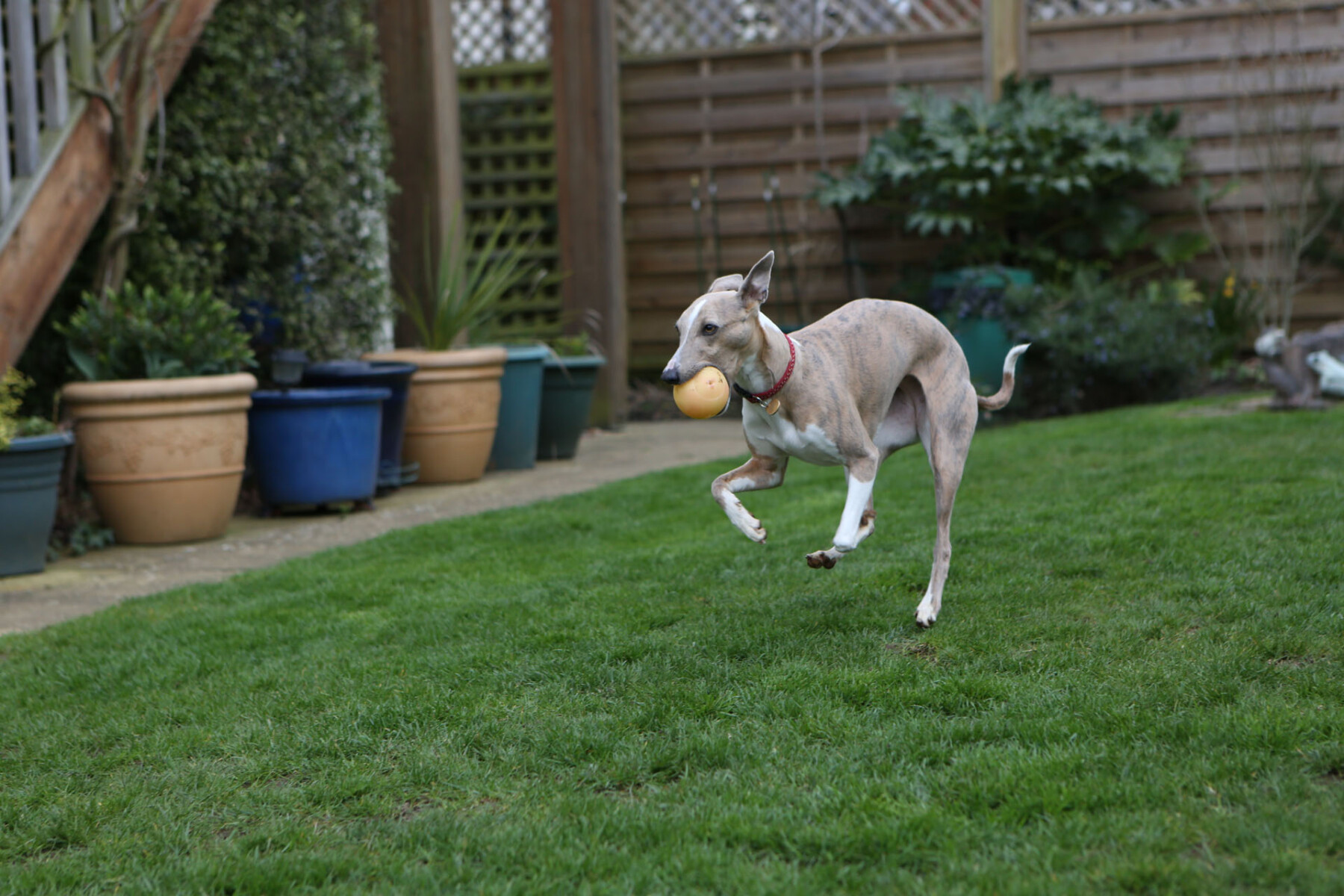 Whippet running in the garden holding a ball in mouth