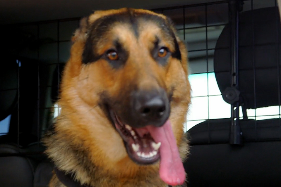 German Shepherd Dog in car with tongue out
