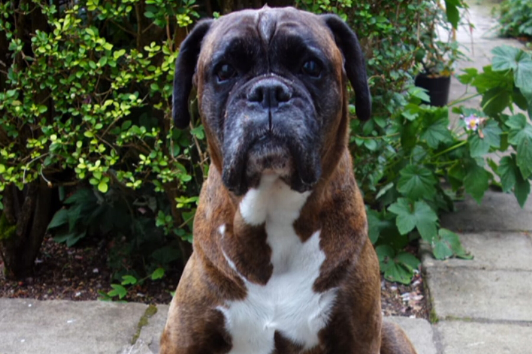 Brindle boxer outside