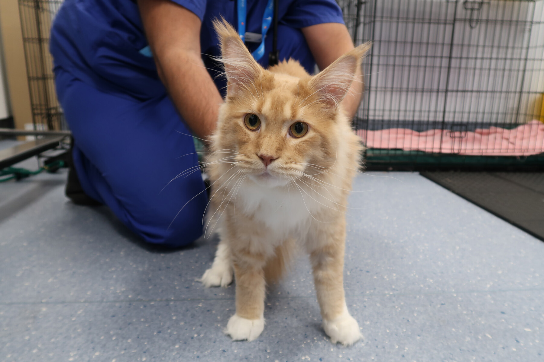 Maine coon cat at the vets