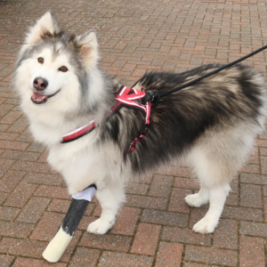 Malamute Husky Cross