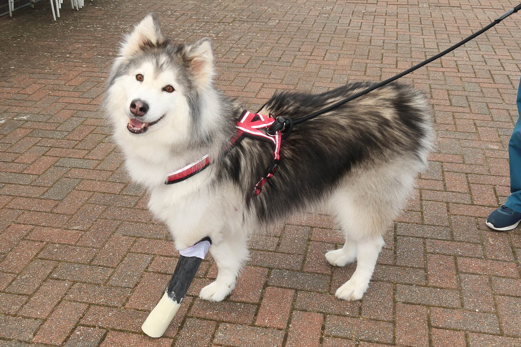 Malamute Husky Cross