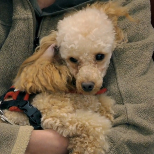 Toy poodle in mum's arms