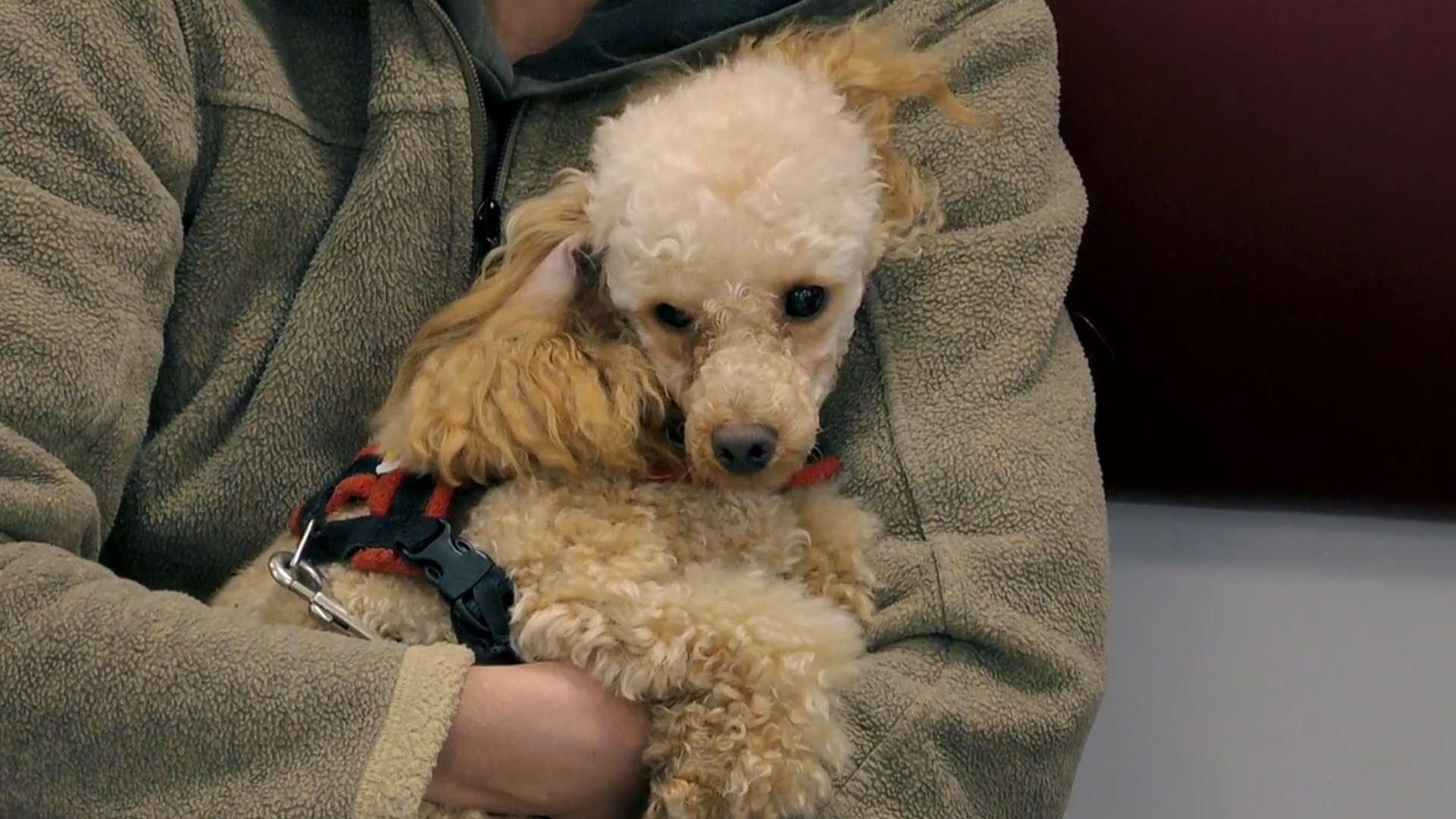 Toy poodle in mum's arms