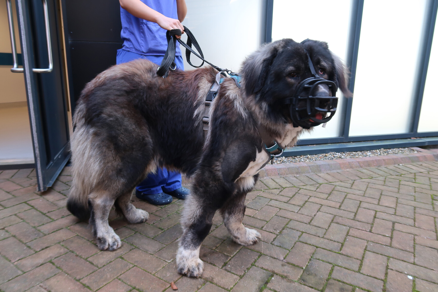 Caucasian Shepherd Dog wearing a muzzle