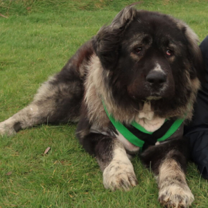 Odin and Noel Fitzpatrick laying on the grass